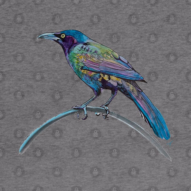 Colorful Grackle by CarolineTaylorArt